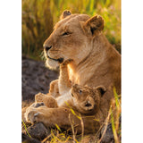 Puzzle Löwen 500 Teile