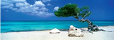 Divi Divi Tree Panorama 1000 Teile